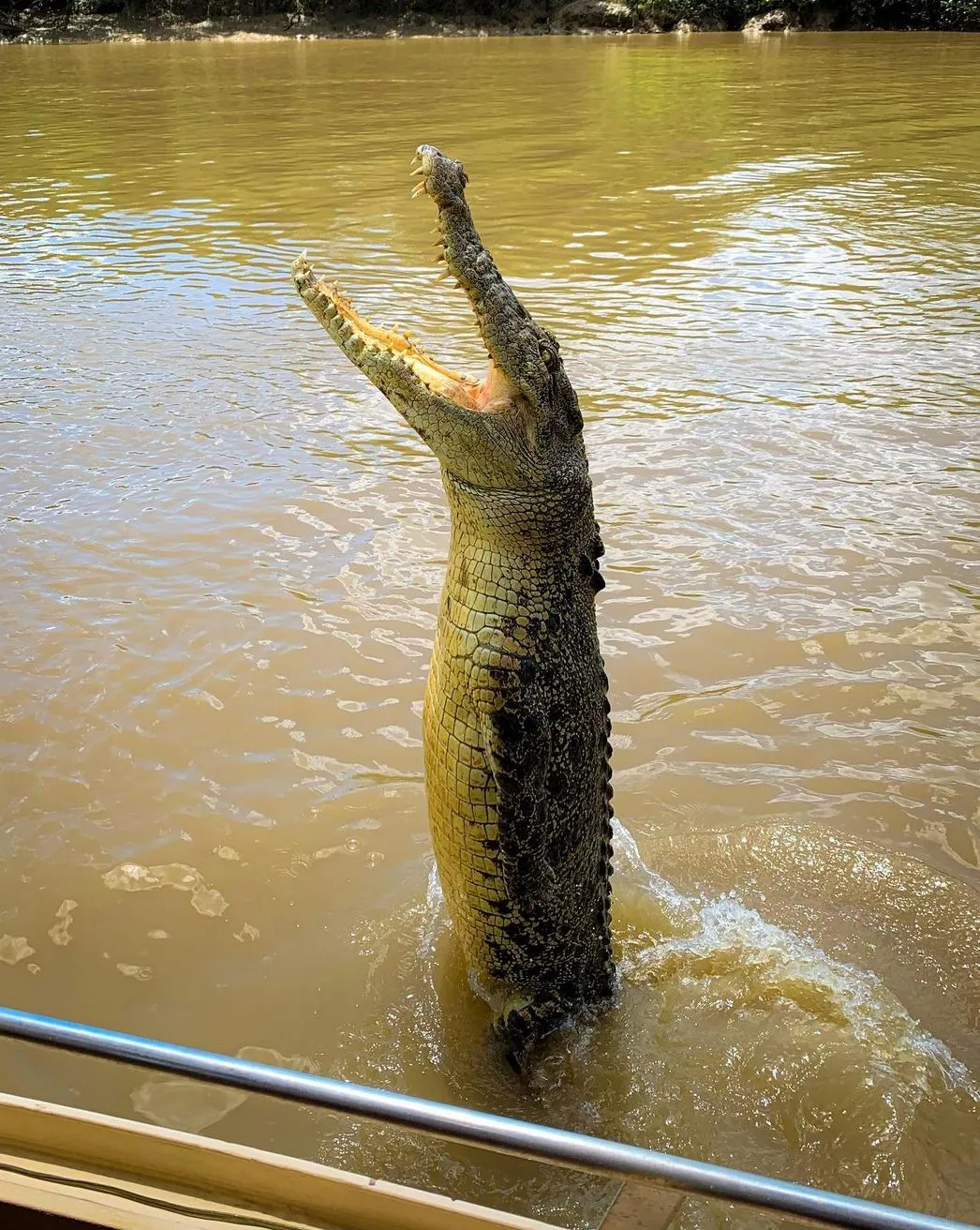 Do Crocodile Tours Operate Year-Round