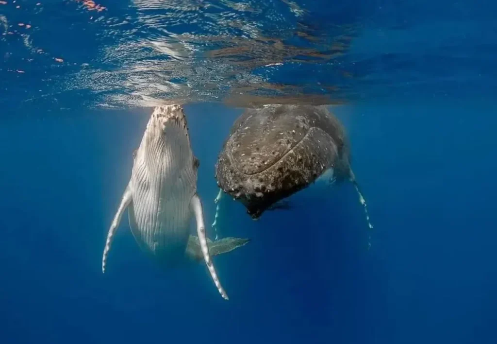 Humpback Whales