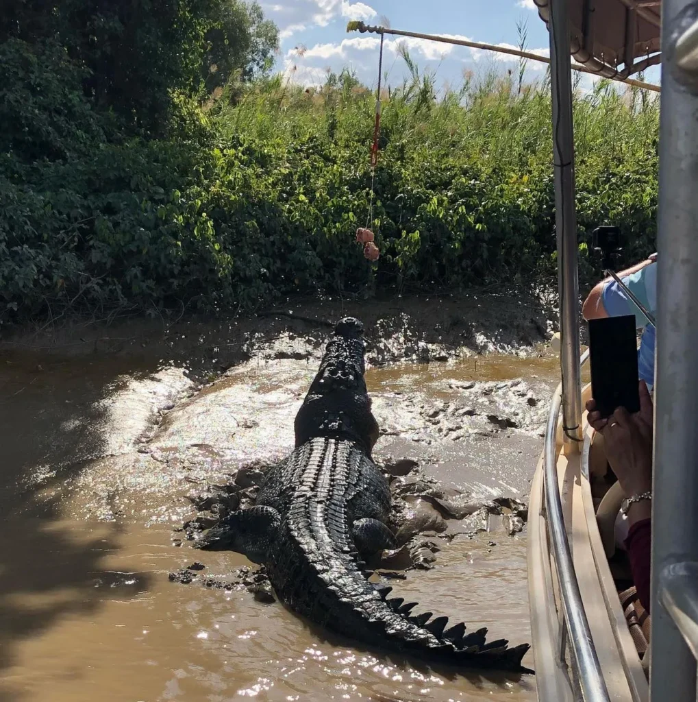 Mary River, crocodile cruise