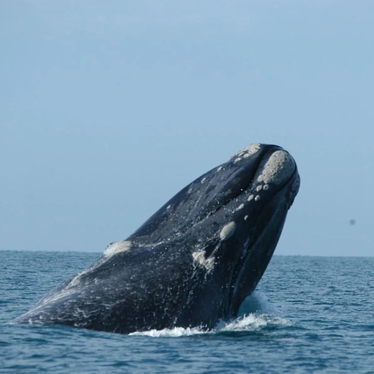 Spring (September to November) – Watching the Whales’ Journey South