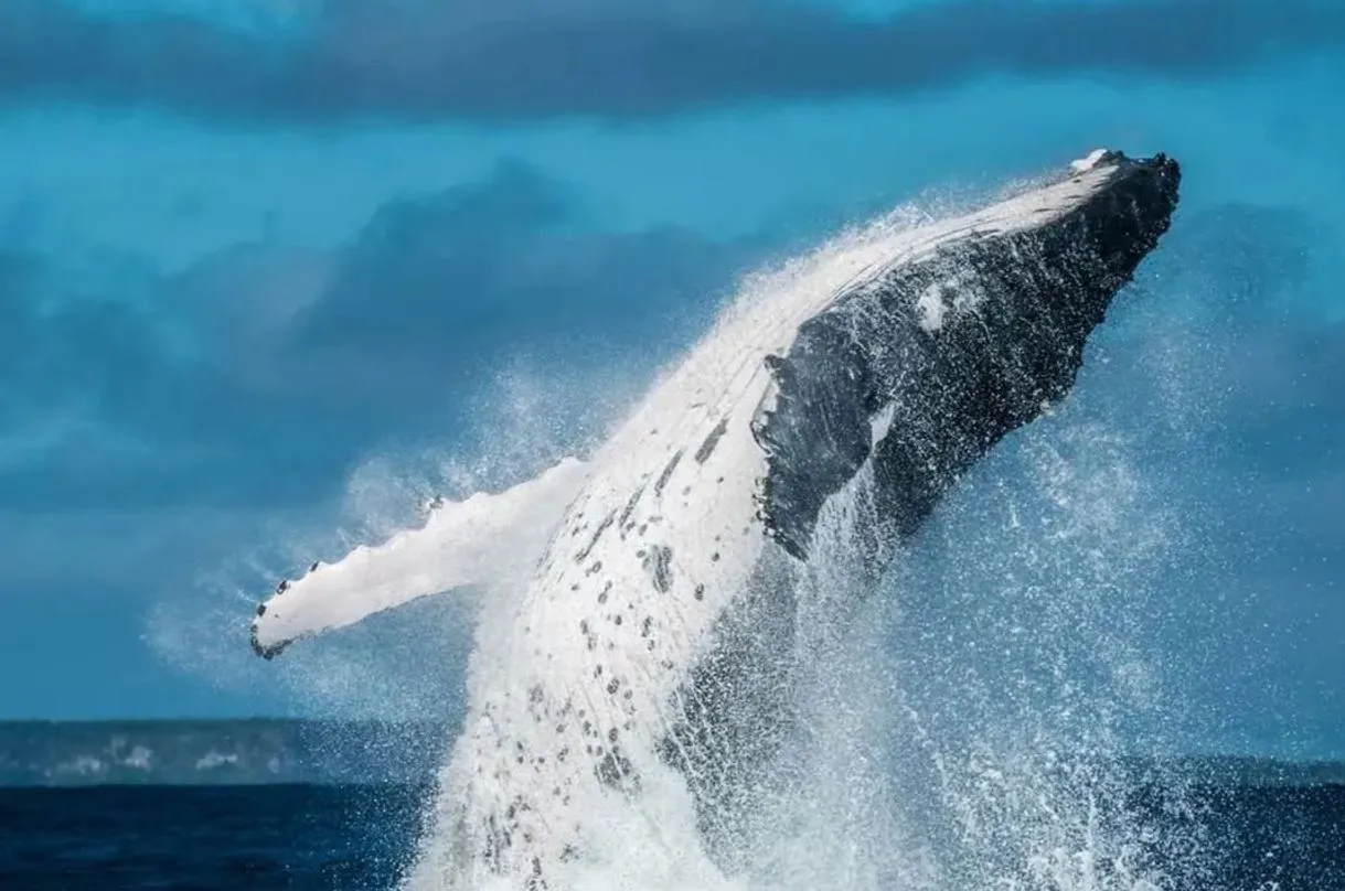 The Best Time for Whale Watching on the Great Ocean Road