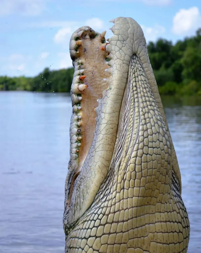 Tours for Every Adventurer, Croc cruise