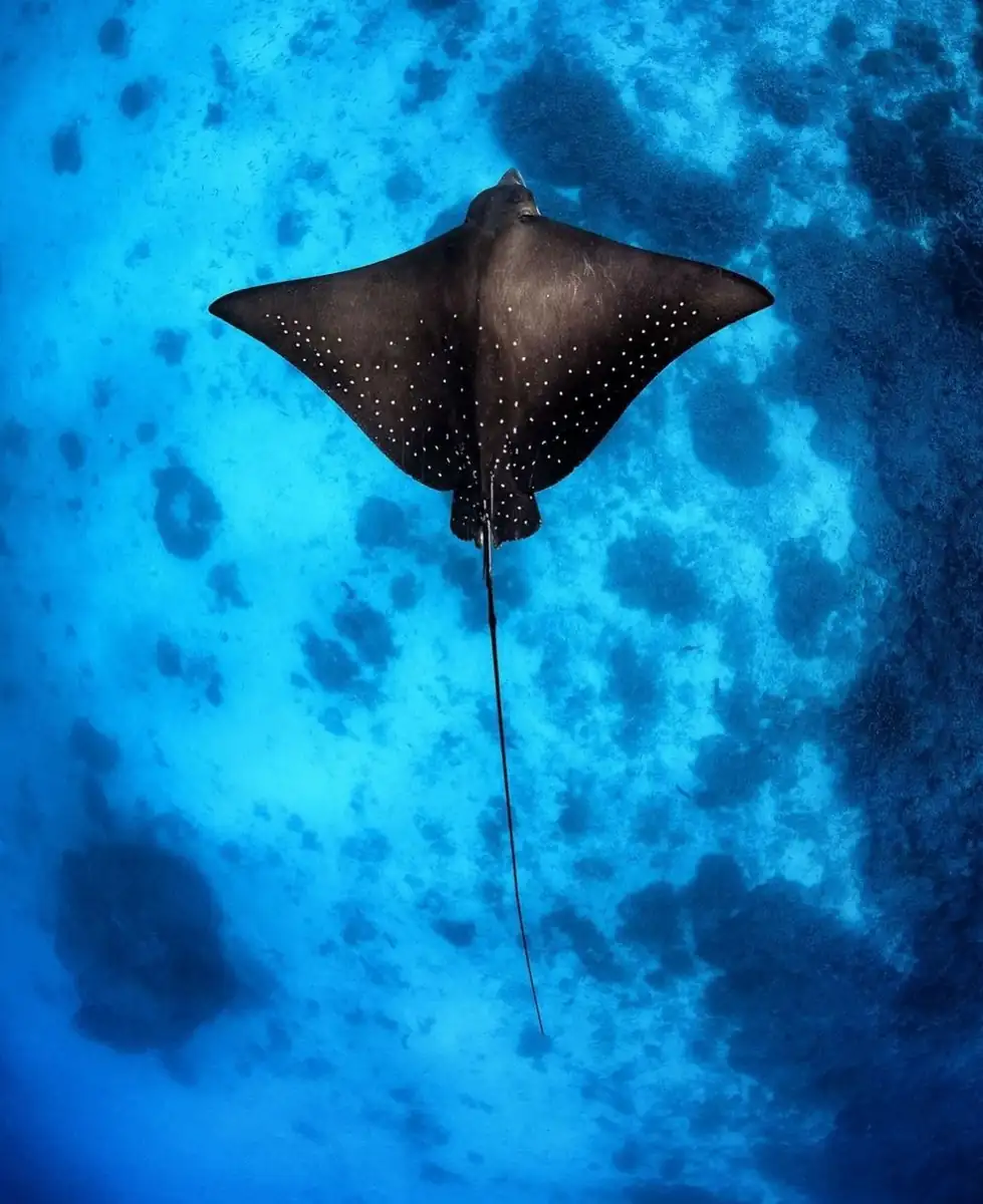 Understand Marine Life Without Stress