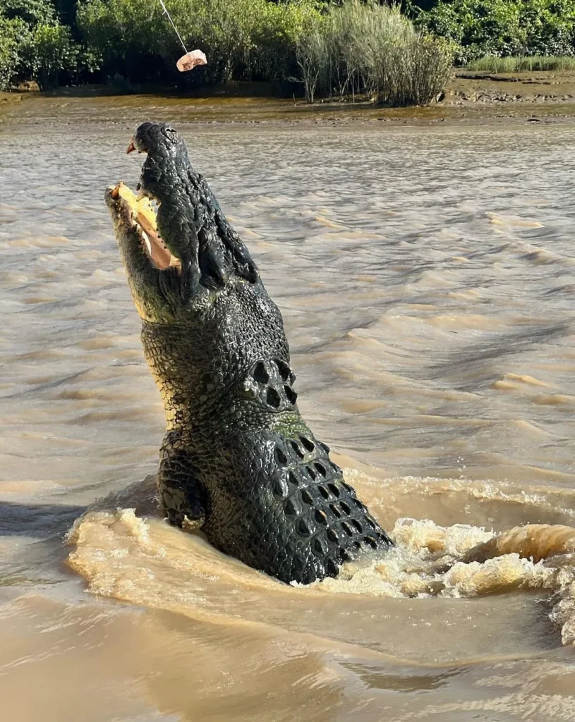 crocodile cruise